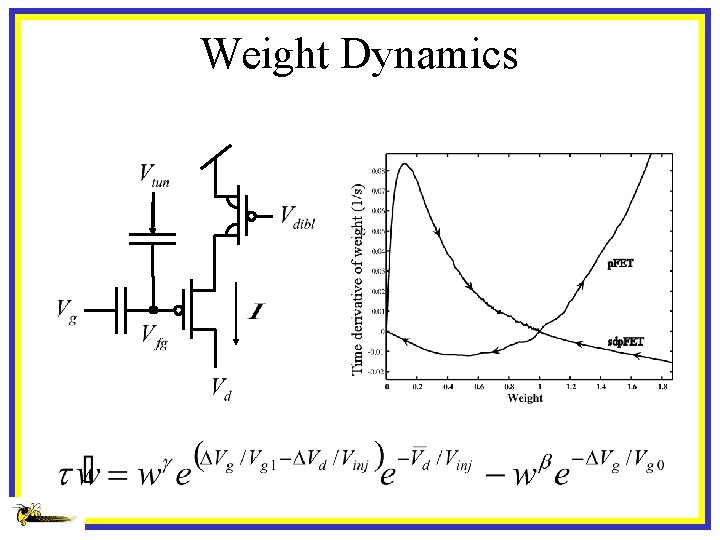 Weight Dynamics 