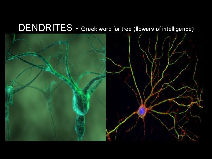 DENDRITES - Greek word for tree (flowers of intelligence) 