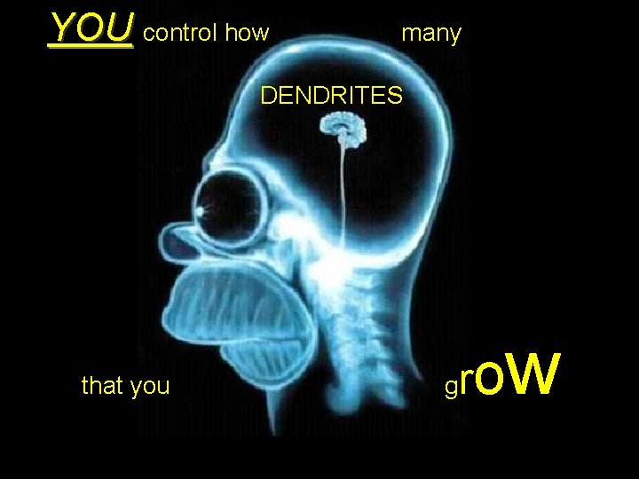 YOU control how many DENDRITES that you g ro w 