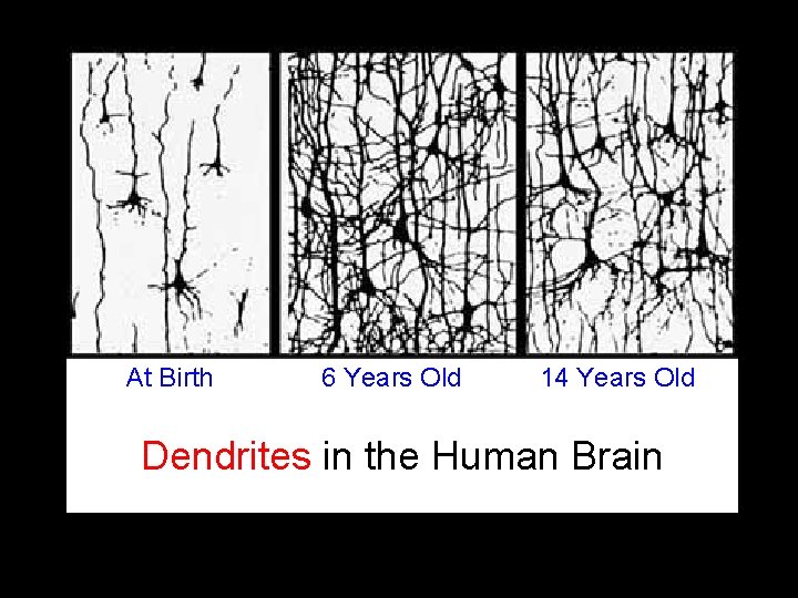 At Birth 6 Years Old 14 Years Old Dendrites in the Human Brain 