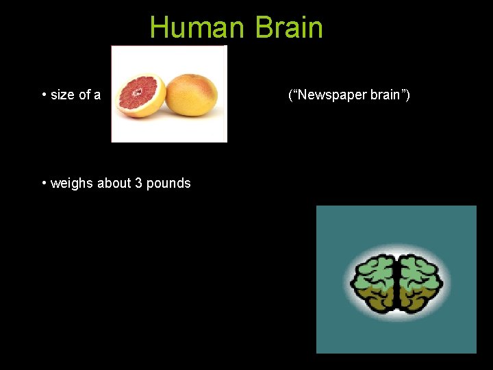 Human Brain • size of a • weighs about 3 pounds (“Newspaper brain”) 