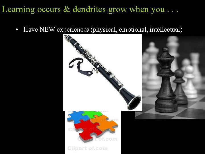 Learning occurs & dendrites grow when you. . . • Have NEW experiences (physical,