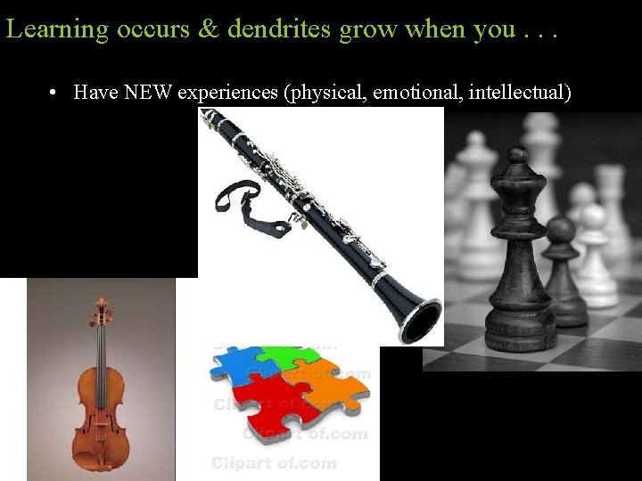 Learning occurs & dendrites grow when you. . . • Have NEW experiences (physical,