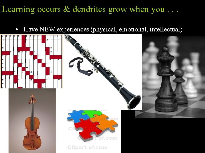 Learning occurs & dendrites grow when you. . . • Have NEW experiences (physical,