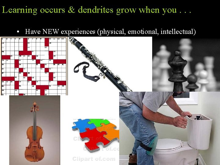 Learning occurs & dendrites grow when you. . . • Have NEW experiences (physical,