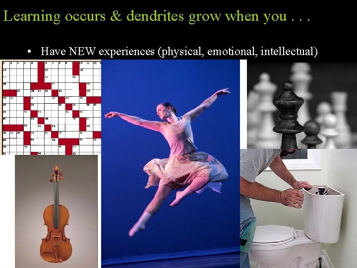 Learning occurs & dendrites grow when you. . . • Have NEW experiences (physical,