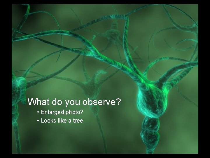 What do you observe? • Enlarged photo? • Looks like a tree 