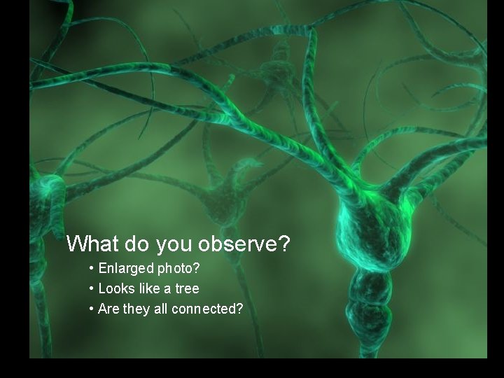 What do you observe? • Enlarged photo? • Looks like a tree • Are