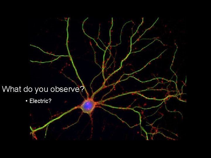 What do you observe? • Electric? 