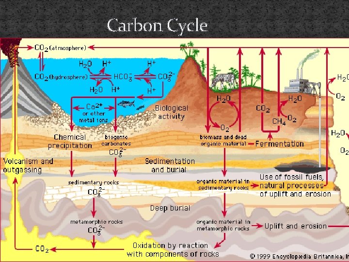 Carbon Cycle Carbon Cycle