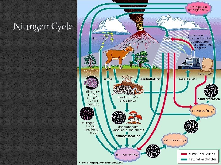 Nitrogen Cycle Nitrogen Cycle