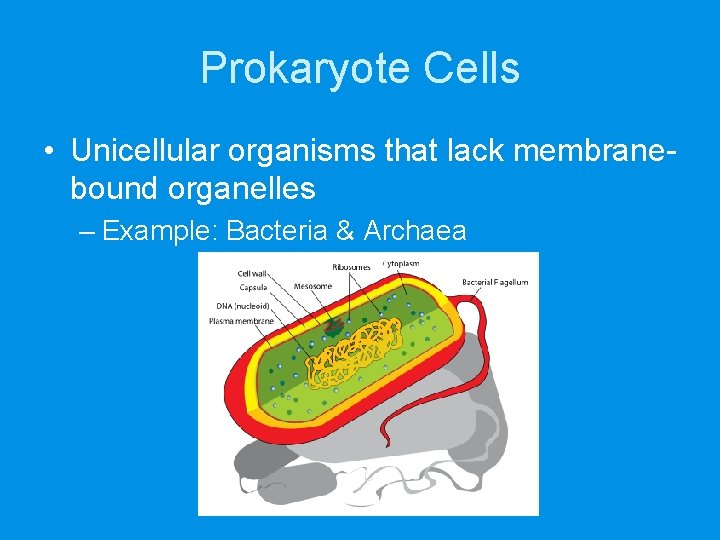 Prokaryote Cells • Unicellular organisms that lack membranebound organelles – Example: Bacteria & Archaea