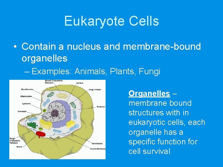 Eukaryote Cells • Contain a nucleus and membrane-bound organelles – Examples: Animals, Plants, Fungi