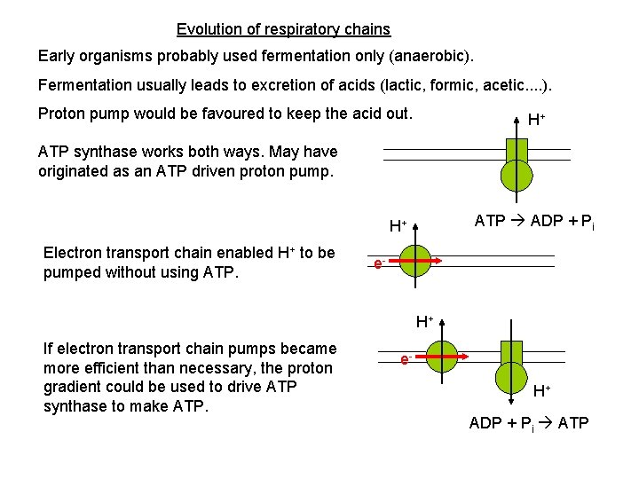 Evolution of respiratory chains Early organisms probably used fermentation only (anaerobic). Fermentation usually leads