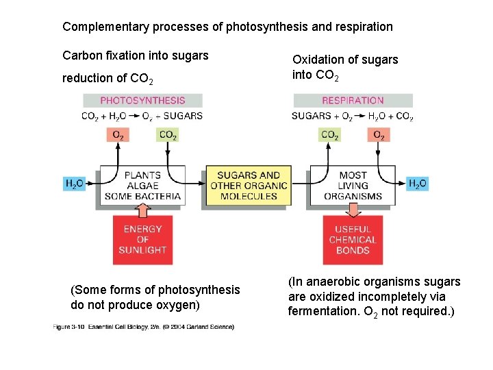 Complementary processes of photosynthesis and respiration Carbon fixation into sugars reduction of CO 2