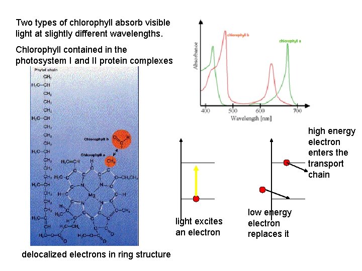Two types of chlorophyll absorb visible light at slightly different wavelengths. Chlorophyll contained in