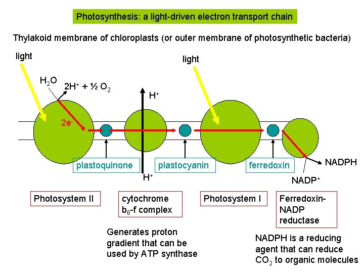 Photosynthesis: a light-driven electron transport chain Thylakoid membrane of chloroplasts (or outer membrane of