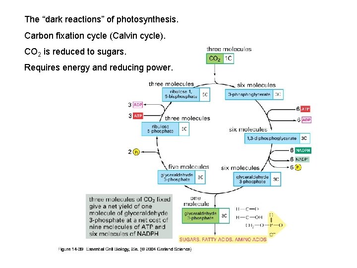 The “dark reactions” of photosynthesis. Carbon fixation cycle (Calvin cycle). CO 2 is reduced