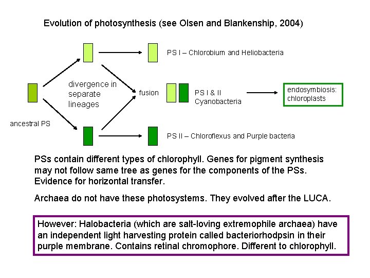 Evolution of photosynthesis (see Olsen and Blankenship, 2004) PS I – Chlorobium and Heliobacteria