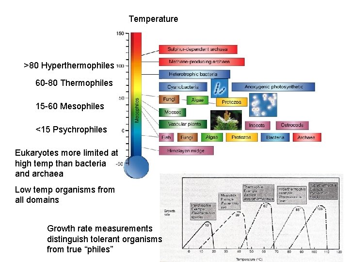 Temperature >80 Hyperthermophiles 60 -80 Thermophiles 15 -60 Mesophiles <15 Psychrophiles Eukaryotes more limited