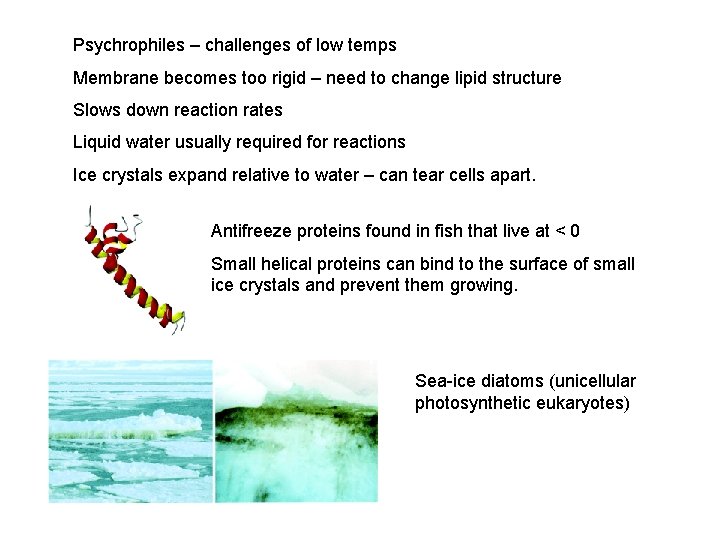 Psychrophiles – challenges of low temps Membrane becomes too rigid – need to change