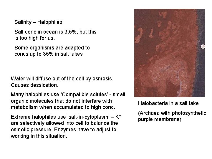 Salinity – Halophiles Salt conc in ocean is 3. 5%, but this is too
