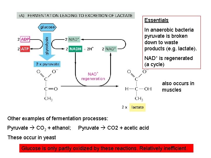 Essentials In anaerobic bacteria pyruvate is broken down to waste products (e. g. lactate).