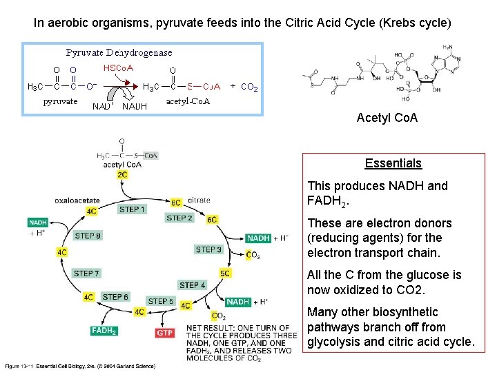 In aerobic organisms, pyruvate feeds into the Citric Acid Cycle (Krebs cycle) Acetyl Co.