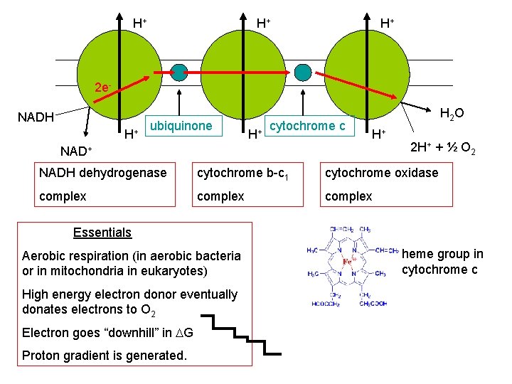H+ H+ H+ 2 e. NADH H+ ubiquinone H+ cytochrome c H 2 O