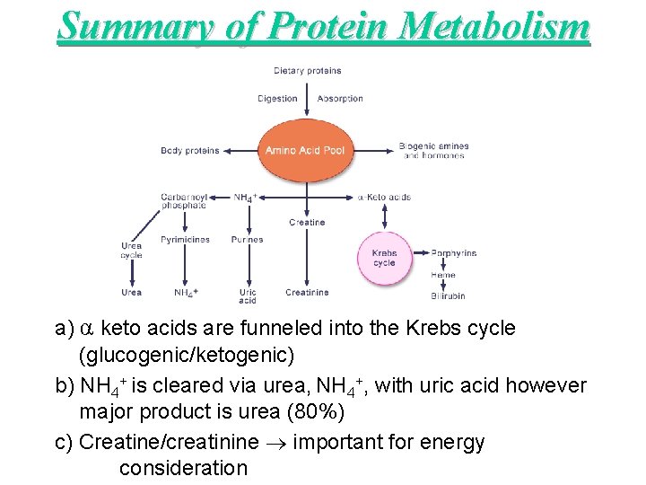 Summary of Protein Metabolism a) α keto acids are funneled into the Krebs cycle