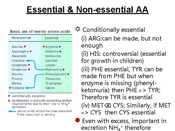 Essential & Non-essential AA Conditionally essential (i) ARG: can be made, but not enough
