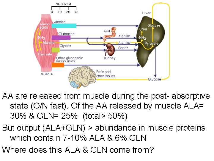 AA are released from muscle during the post- absorptive state (O/N fast). Of the