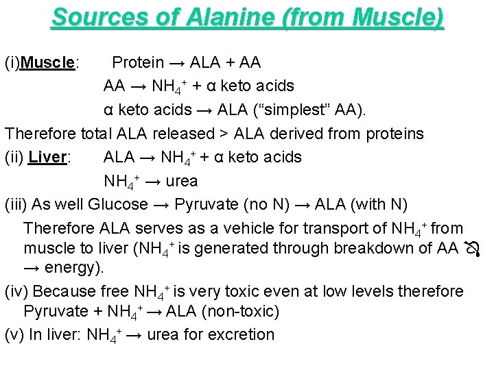 Sources of Alanine (from Muscle) (i)Muscle: Protein → ALA + AA AA → NH