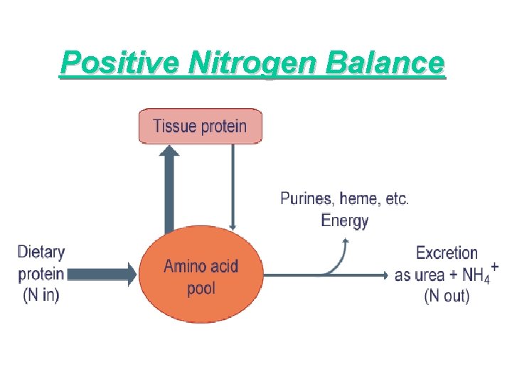 Positive Nitrogen Balance 