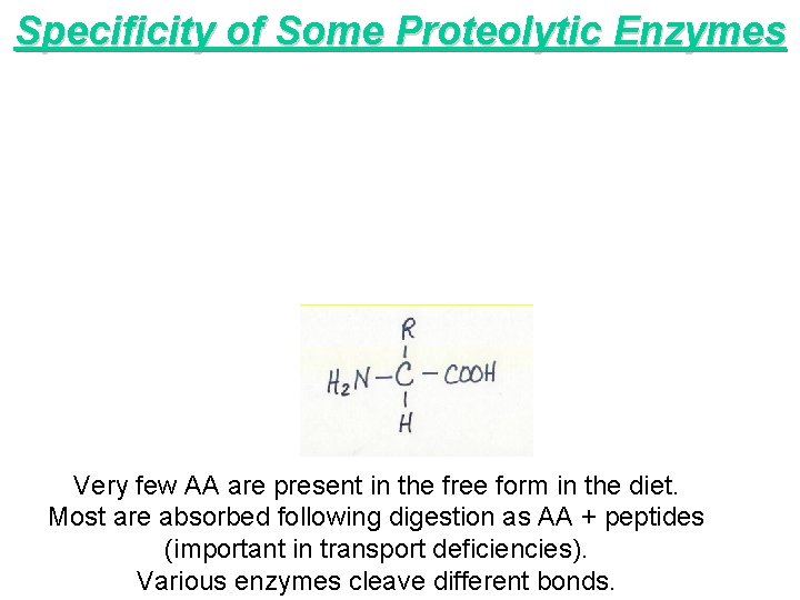 Specificity of Some Proteolytic Enzymes Very few AA are present in the free form