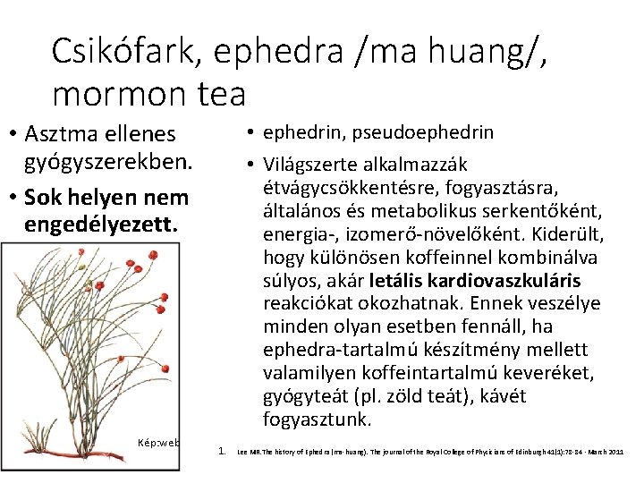 Csikófark, ephedra /ma huang/, mormon tea • Asztma ellenes gyógyszerekben. • Sok helyen nem Csikófark, ephedra /ma huang/, mormon tea • Asztma ellenes gyógyszerekben. • Sok helyen nem