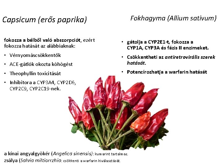 Fokhagyma (Allium sativum) Capsicum (erős paprika) fokozza a bélből való abszorpciót, ezért fokozza hatását Fokhagyma (Allium sativum) Capsicum (erős paprika) fokozza a bélből való abszorpciót, ezért fokozza hatását