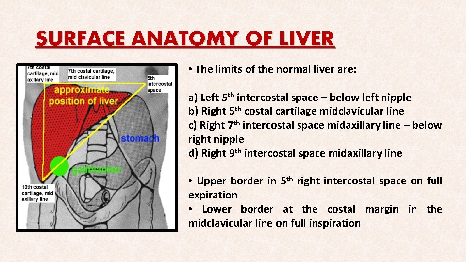 SURFACE ANATOMY OF LIVER • The limits of the normal liver are: a) Left