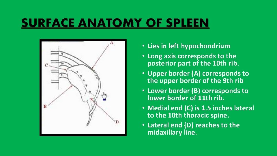 SURFACE ANATOMY OF SPLEEN • Lies in left hypochondrium • Long axis corresponds to