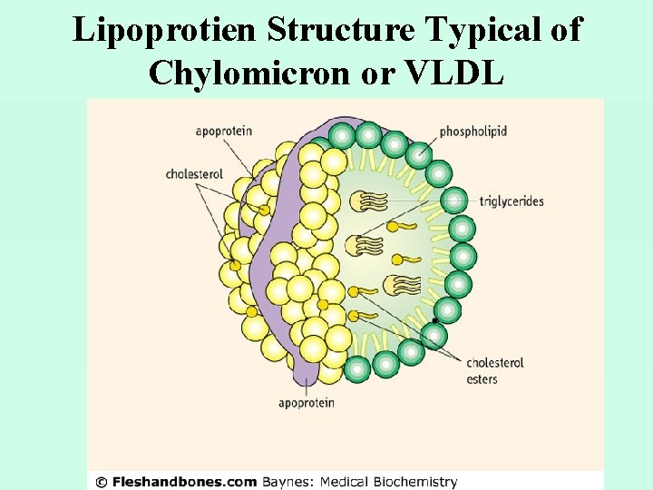 Lipoprotien Structure Typical of Chylomicron or VLDL 