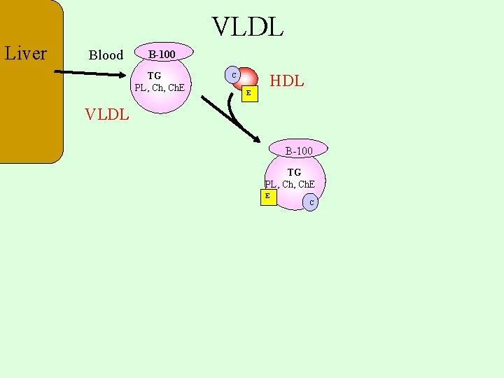 VLDL Liver Blood B-100 TG PL, Ch. E C E HDL VLDL B-100 TG