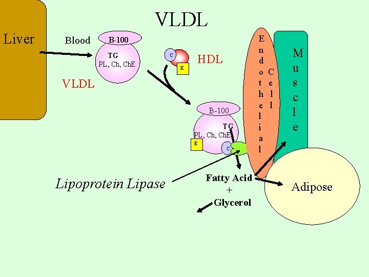 VLDL Liver Blood B-100 TG PL, Ch. E C E HDL VLDL B-100 TG