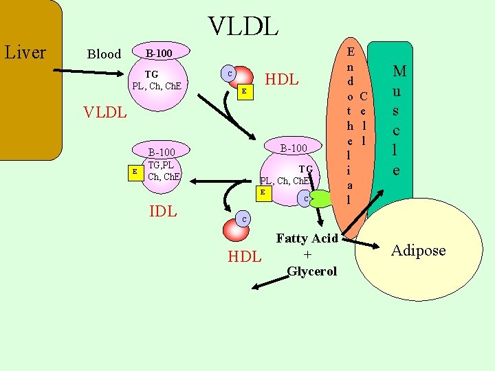 VLDL Liver Blood B-100 TG PL, Ch. E HDL C E VLDL B-100 E