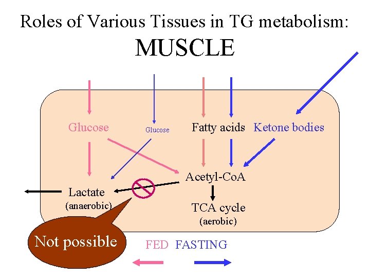 Roles of Various Tissues in TG metabolism: MUSCLE Glucose Fatty acids Ketone bodies Acetyl-Co.