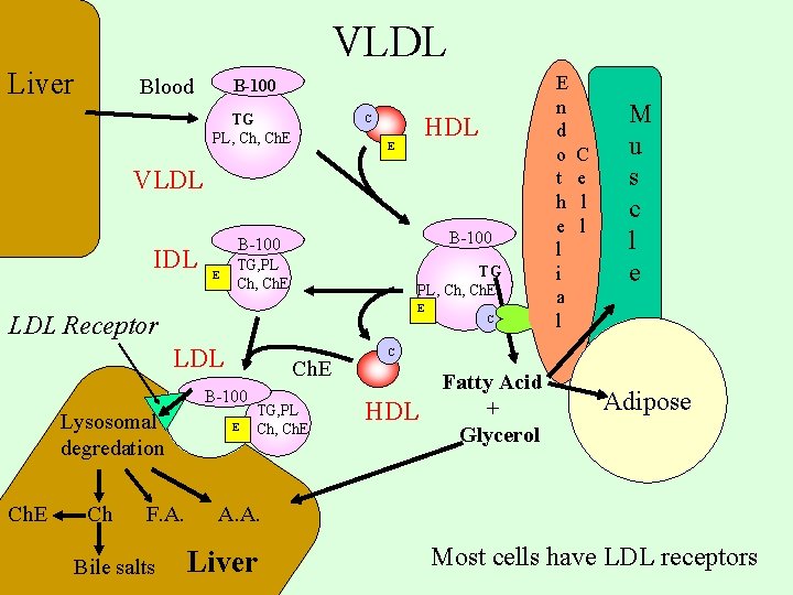 VLDL Liver Blood B-100 TG PL, Ch. E HDL C E VLDL IDL B-100