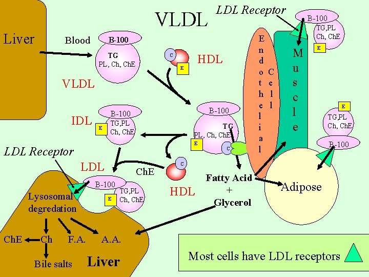 VLDL Liver Blood LDL Receptor B-100 TG PL, Ch. E HDL C E VLDL