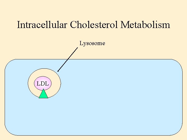 Intracellular Cholesterol Metabolism Lysosome LDL 