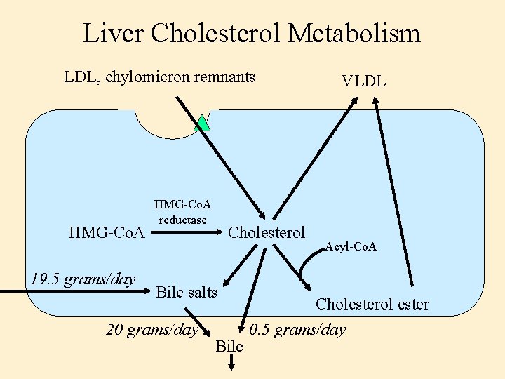 Liver Cholesterol Metabolism LDL, chylomicron remnants HMG-Co. A 19. 5 grams/day HMG-Co. A reductase