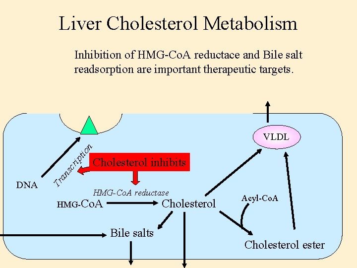 Liver Cholesterol Metabolism Inhibition of HMG-Co. A reductace and Bile salt readsorption are important