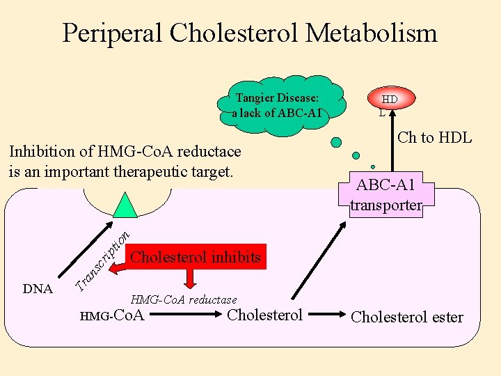 Periperal Cholesterol Metabolism Tangier Disease: a lack of ABC-A 1 Ch to HDL ABC-A
